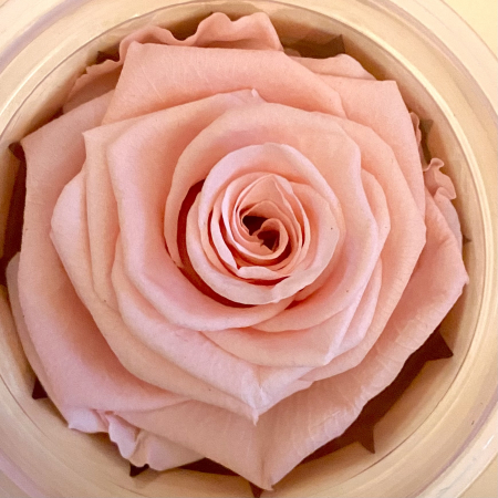 Stabilisierte Rose rosa