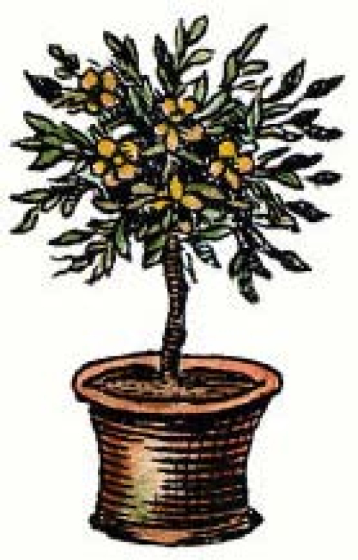 Motivstempel Olive Tree