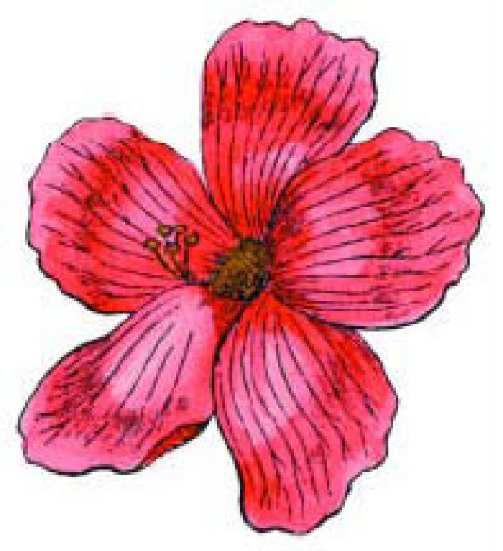 Motivstempel Hibiscus